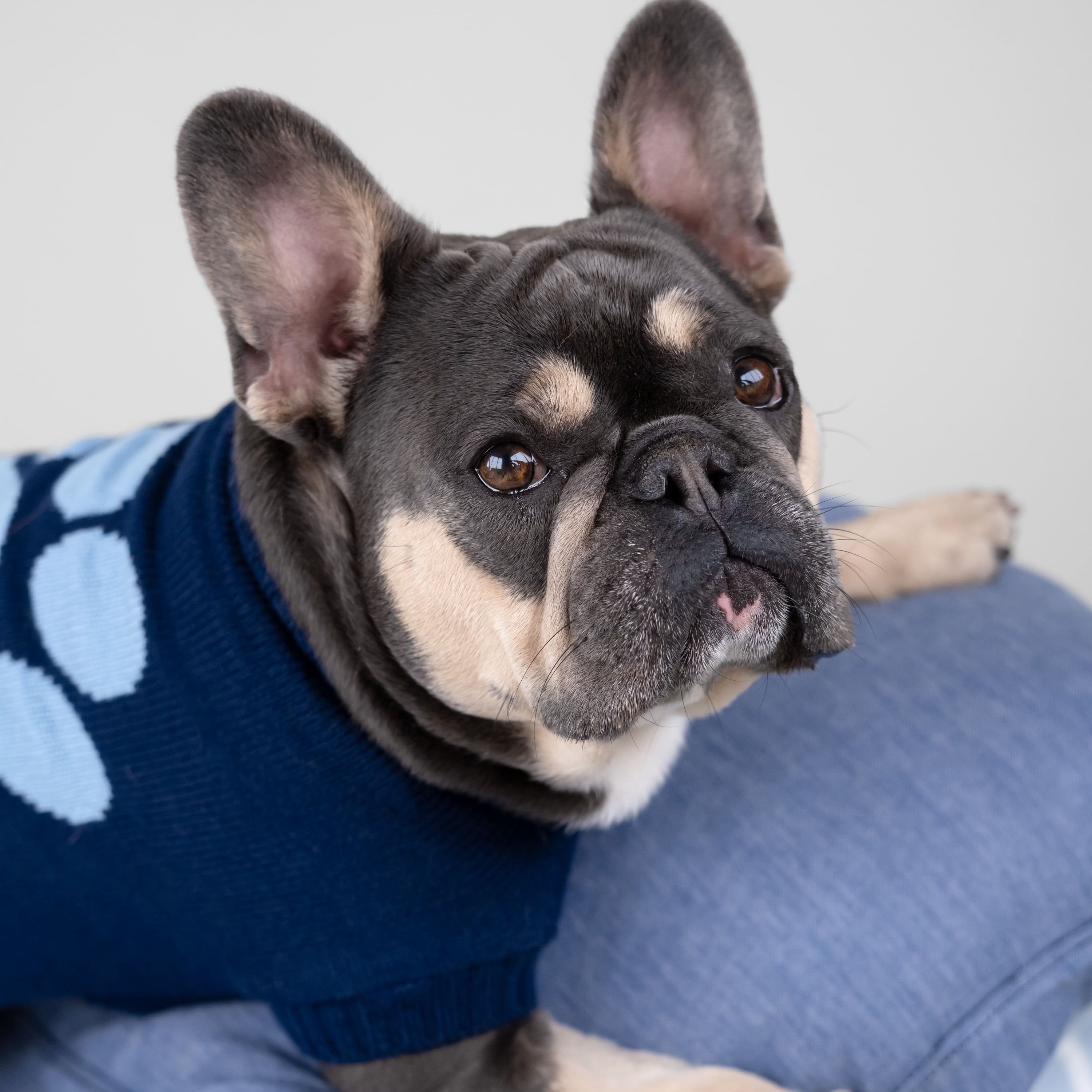 gap cat sweater