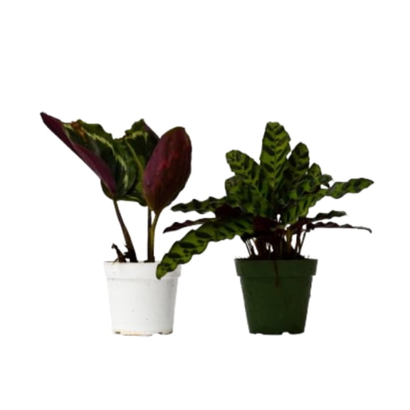 2 Calathea Plants Variety Pack in 4" Pots, 4" Pot, Indoor Houseplant, Easy Care, Live Plant for Indoor & Outdoor