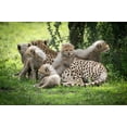 thumbnail image 2 of Sederquist, Betty 14x11 Gold Ornate Wood Framed with Double Matting Museum Art Print Titled - Africa-Tanzania cute cheetah cubs snuggle close to their mother in the Ndutu area of the Serengeti, 2 of 4