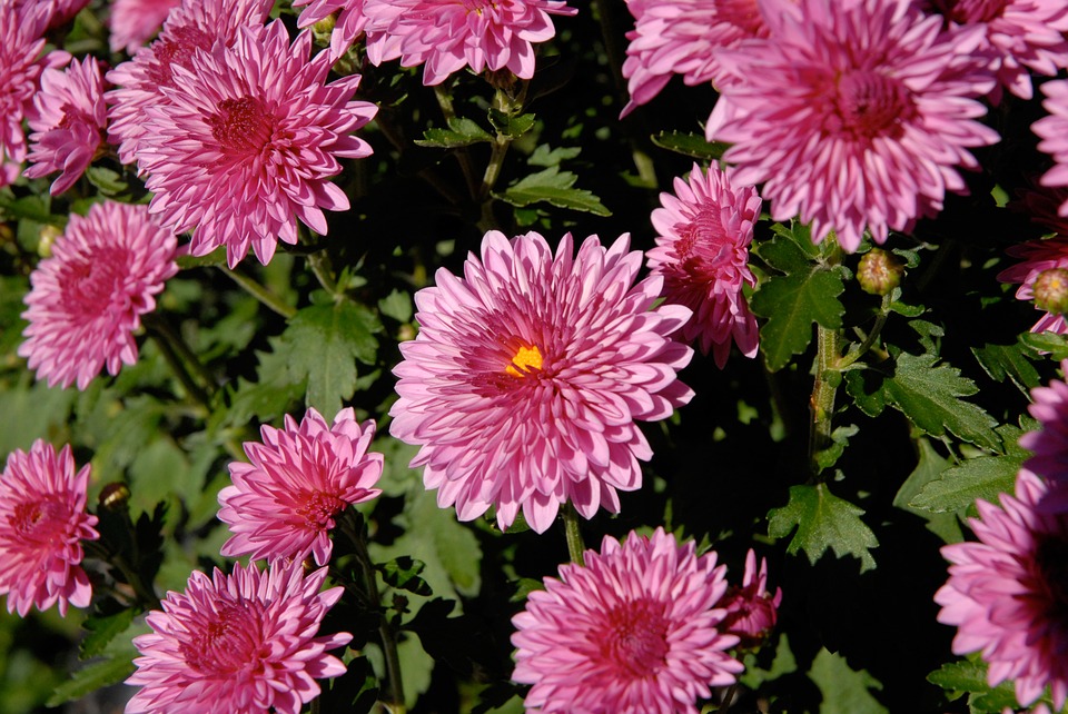 Purple Mums Mum Vibrant11 Inch By 17 Inch Laminated Poster With Bright