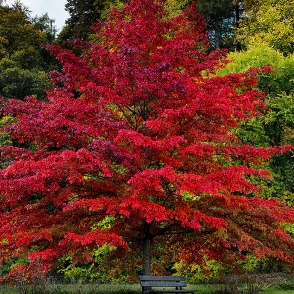 Expert Gardener 3-4 ft. tall Pin Oak Live Tree in 7- Gallon Grower Pot