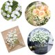 thumbnail image 1 of unbranded 6Ud Ramo De Gypsophila Artificial Con Aspecto Para En Fiestas Y Eventos, 1 of 8