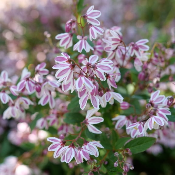Proven Winners ColorChoice 5" Pink Yuki Kabuki Deutzia Live Plant in 4.5" Pot (4 Count)