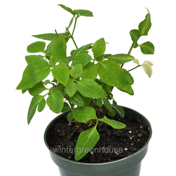 Clematis Terniflora 'Paniculata', Sweet Autumn, Clematis - Pot Size: 4.5" - Fragrant Plants, Plants