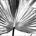 thumbnail image 2 of Johnson, Jason 26x26 White Modern Wood Framed Museum Art Print Titled - Black and White Palm III, 2 of 4