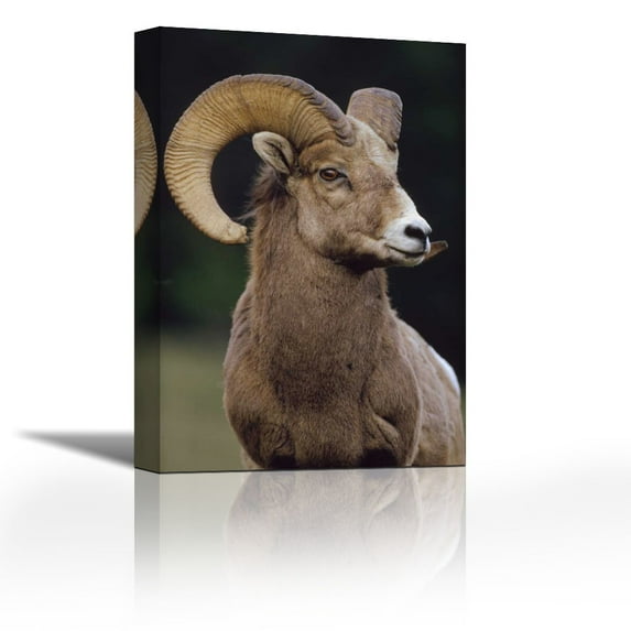 Bighorn Sheep male portrait, Banff National Park, Alberta, Canada - Contemporary Fine Art Giclee on Canvas Gallery Wrap - wall d?cor - Art painting - 18 x 27 Inch - Ready to Hang