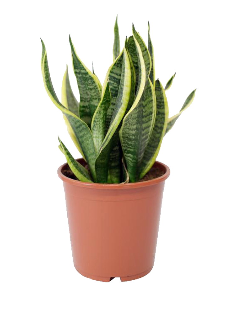 Superba Snake Plant - Sanseveria - Almost Impossible to kill - 4" Pot - image 4 of 4
