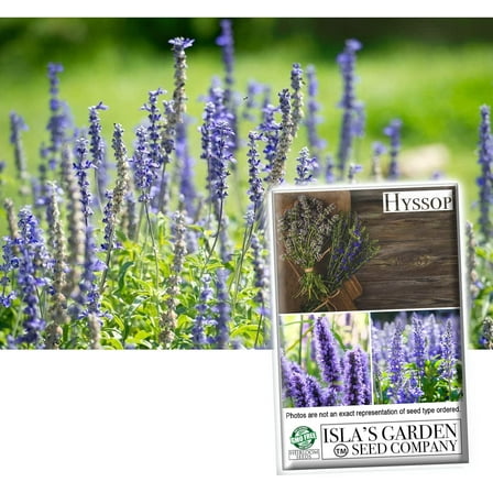 Hyssop Seeds for Planting - 1500  Non-GMO Heirloom Seeds, Hyssopus officinalis, (Isla's Garden Seeds), Fragrant Herb & Flower for Home Gardens & Gifts