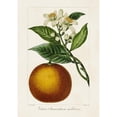thumbnail image 3 of Bessa, Pancrace 18x24 Black Modern Framed Museum Art Print Titled - Antique Citrus Fruit I, 3 of 5