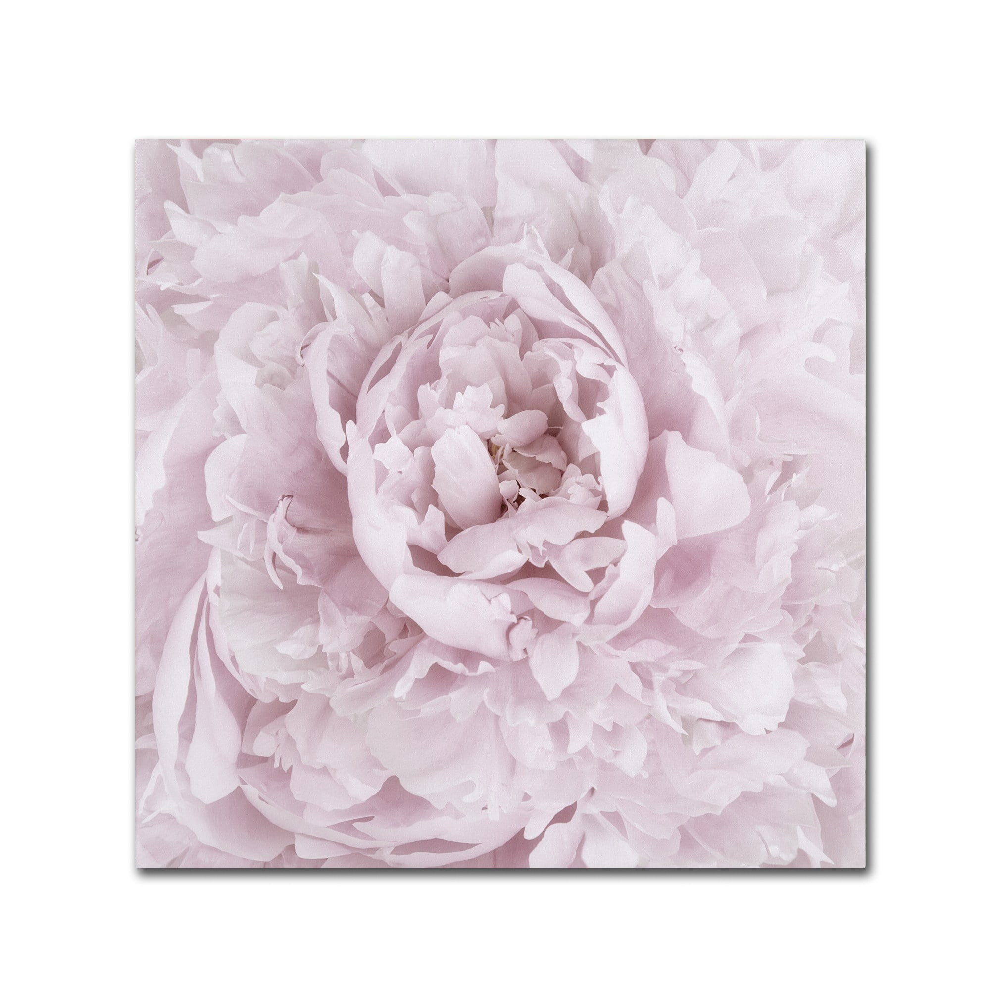 Trademark Fine Art 'Pink Peony Flower' Canvas Art by Cora Niele