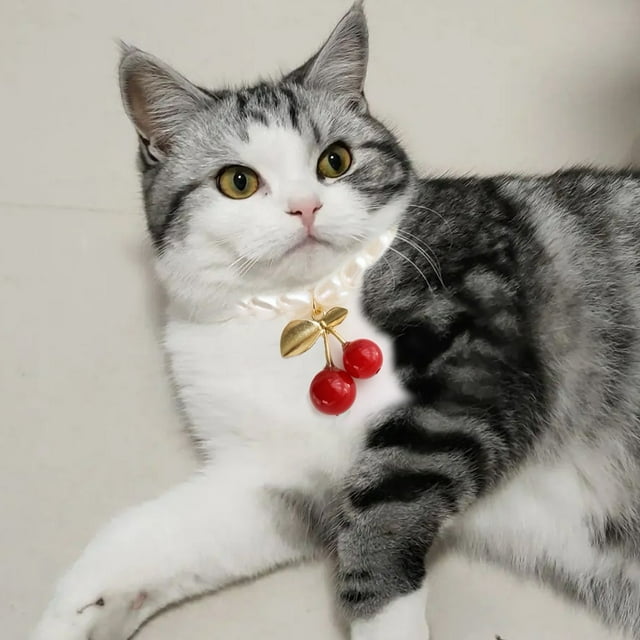 CHOK Beau Collier Chat Attrayant pour Chiot Facile à Enfiler