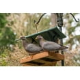 thumbnail image 2 of Horton, Janet 18x13 Gold Ornate Wood Framed with Double Matting Museum Art Print Titled - Two Band-tailed Pigeons in a birdfeeder, 2 of 4