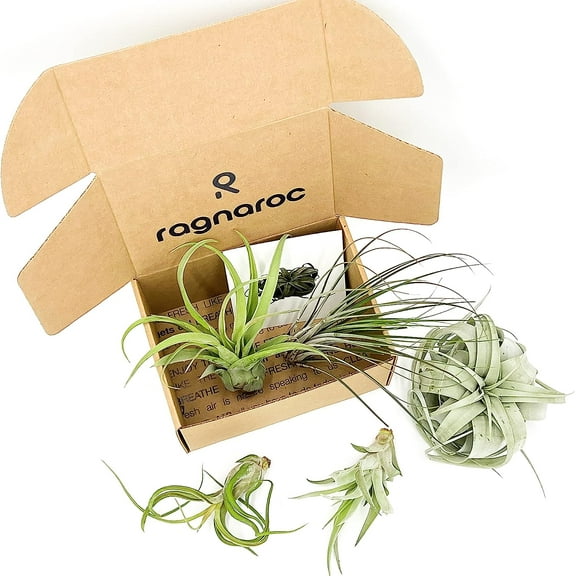 ragnaroc Air Plants - Hod Gift Box - 5ct - Live Arrival Guaranteed - House Plants for Home Decor & Gift