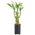 thumbnail image 3 of Arcadia Garden Products Live 5-Stem Lucky Bamboo in 2.5" Contour II, Black, 3 of 5