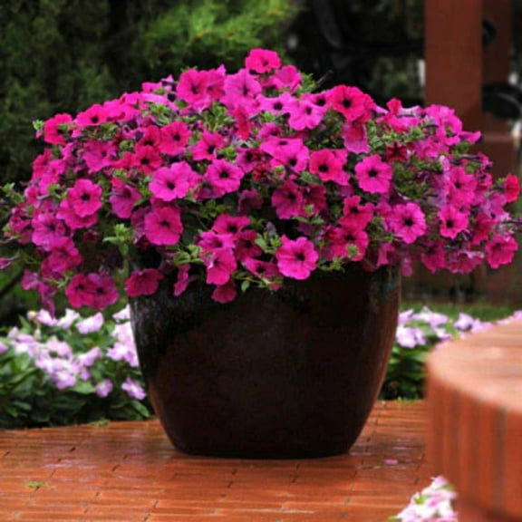 Petunia Wave Purple F1 Seed