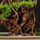 thumbnail image 4 of Árbol de bonsái artificial en maceta de cerámica cuadrada, simulación de pino de bienvenida, planta verde en maceta grande, pino falso bonsái for decoración interior/exterior, 4 of 5