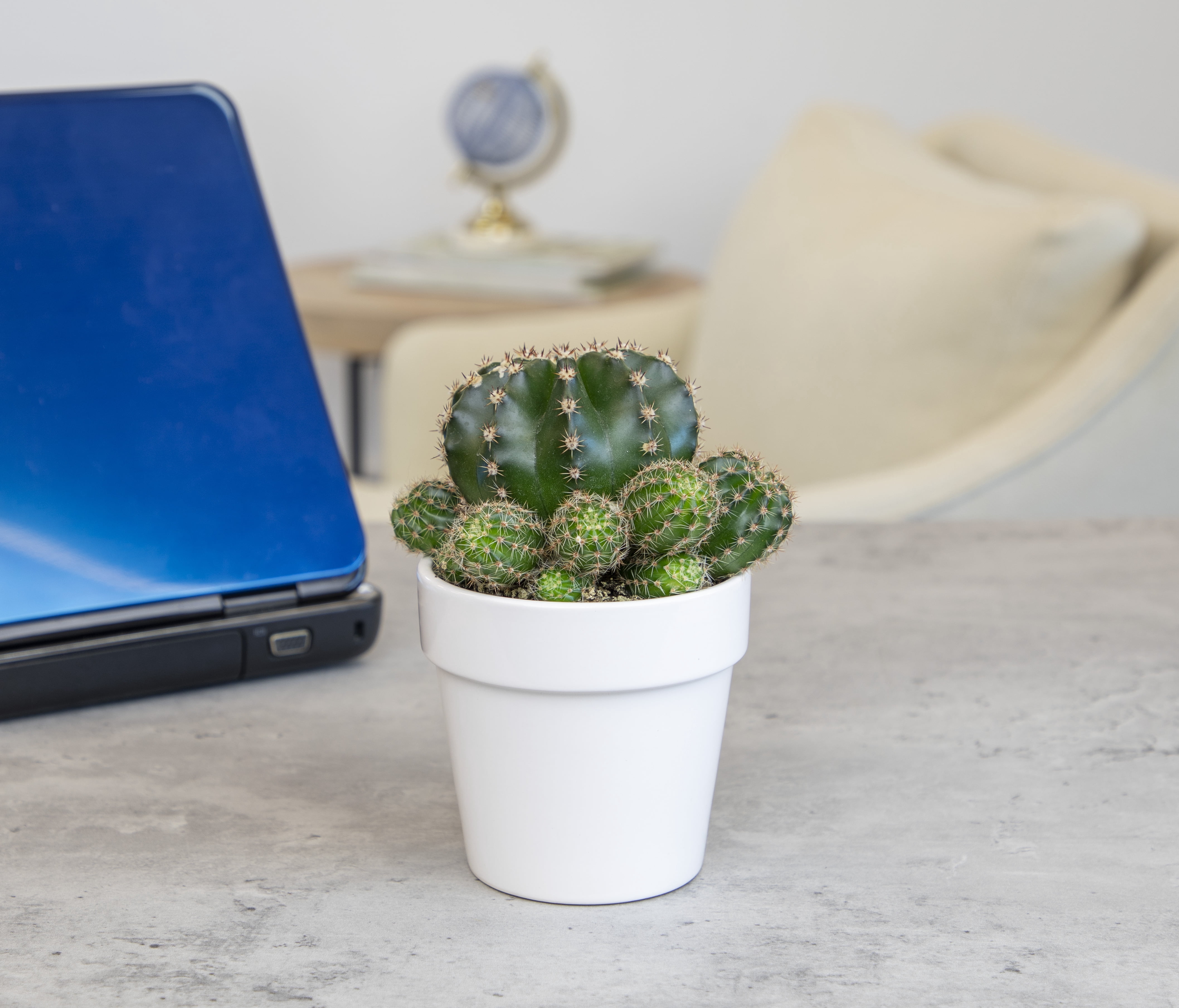 Altman Plants 3.5" Assorted Cactus with White Ceramic Pot