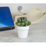 Altman Plants 3.5 Assorted Cactus with White Ceramic Pot
