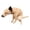 1.Lazy Dog, variant on 20Cm Red Auspicious Sheep Plush Toy, Chinese Zodiac Stuffed Animal, Soft Lamb Doll With Embroidered Details, New Year Decor Gift For Home, Sofa And Shelf