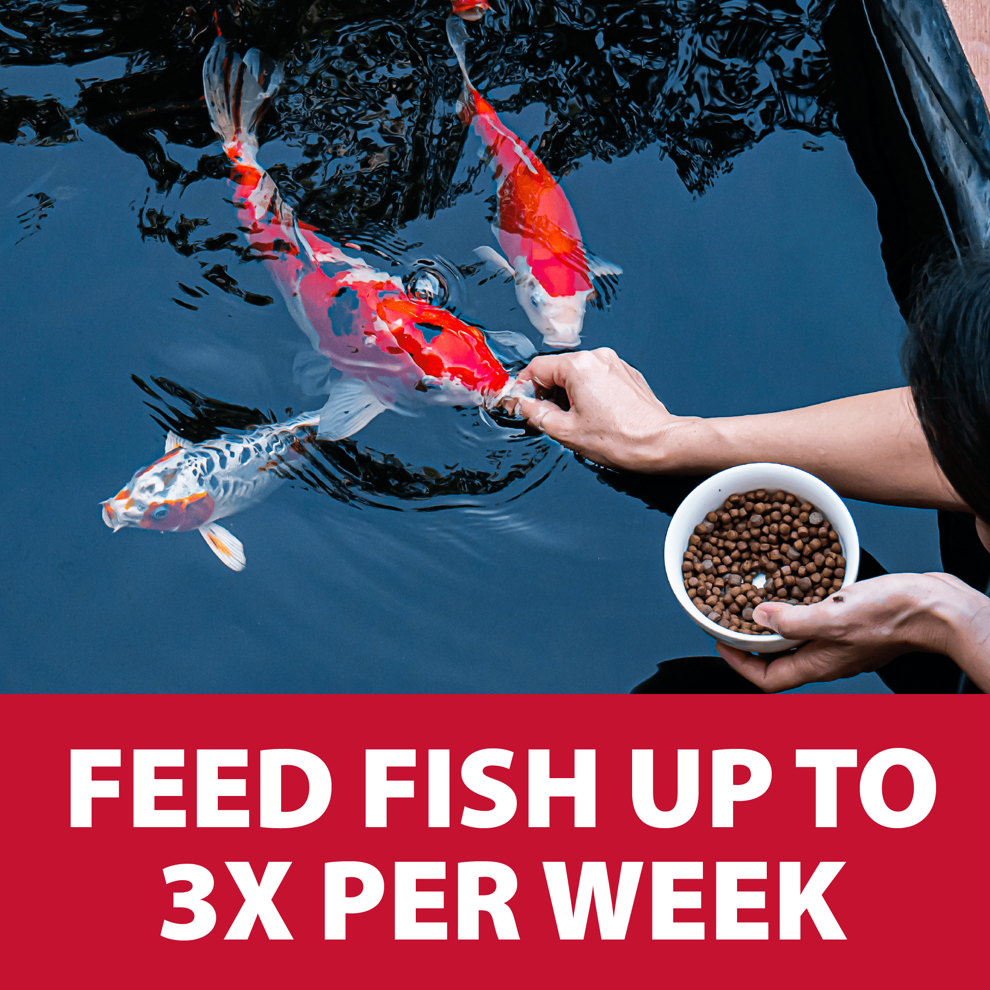 The Pond Guy Spring & Fall Wheat Germ Fish Food for Koi & Goldfish, Premium Cold Weather Floating Pellets, Healthy Formula for Winter Nutrition, 12 lbs