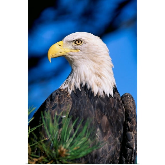 Great BIG Canvas | Rolled John Hyde Poster Print entitled Colorado, Close-Up Of Bald Eagle, Sitting In Ponderosa Pine Tree