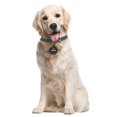 thumbnail image 5 of Pawscout Smarter Pet Tag, 5 of 5