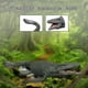 thumbnail image 2 of Realistic Large Mosasaurus Model Lifelike Dinosaur Model Figure Playset Model, 2 of 5