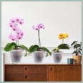 thumbnail image 3 of Fymlhomi 3 Pieces Clear Orchid Pot with Holes, 4 Inch Plastic Orchid Pots Breathable Slotted Flower Planter for Garden, Home, Indoor, Outdoor, 3 of 7