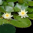thumbnail image 1 of CRAFTHROU 9Ud Láminas Flotantes De Loto Con Para Decorar Estanques Y Acuarios, 1 of 8