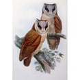thumbnail image 2 of Bay Owl by John Gould, (1804-1881) Poster Print (24 x 36), 2 of 4