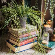Artificial Faux Usnea Vine Stem 22 Long