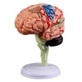 thumbnail image 1 of Flmtop Removable Anatomical Human Internal Brain Model Medical Sculptures Teaching Tool, 1 of 5