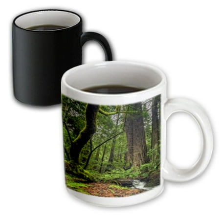 

3dRose Muir Woods and Small Stream - Magic Transforming Mug 11-ounce