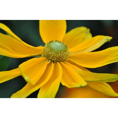 Marguerite Daisy - Framed Art for Your Wall Petal Flowers Spring Daisy Marguerite Garden 10x13 Frame