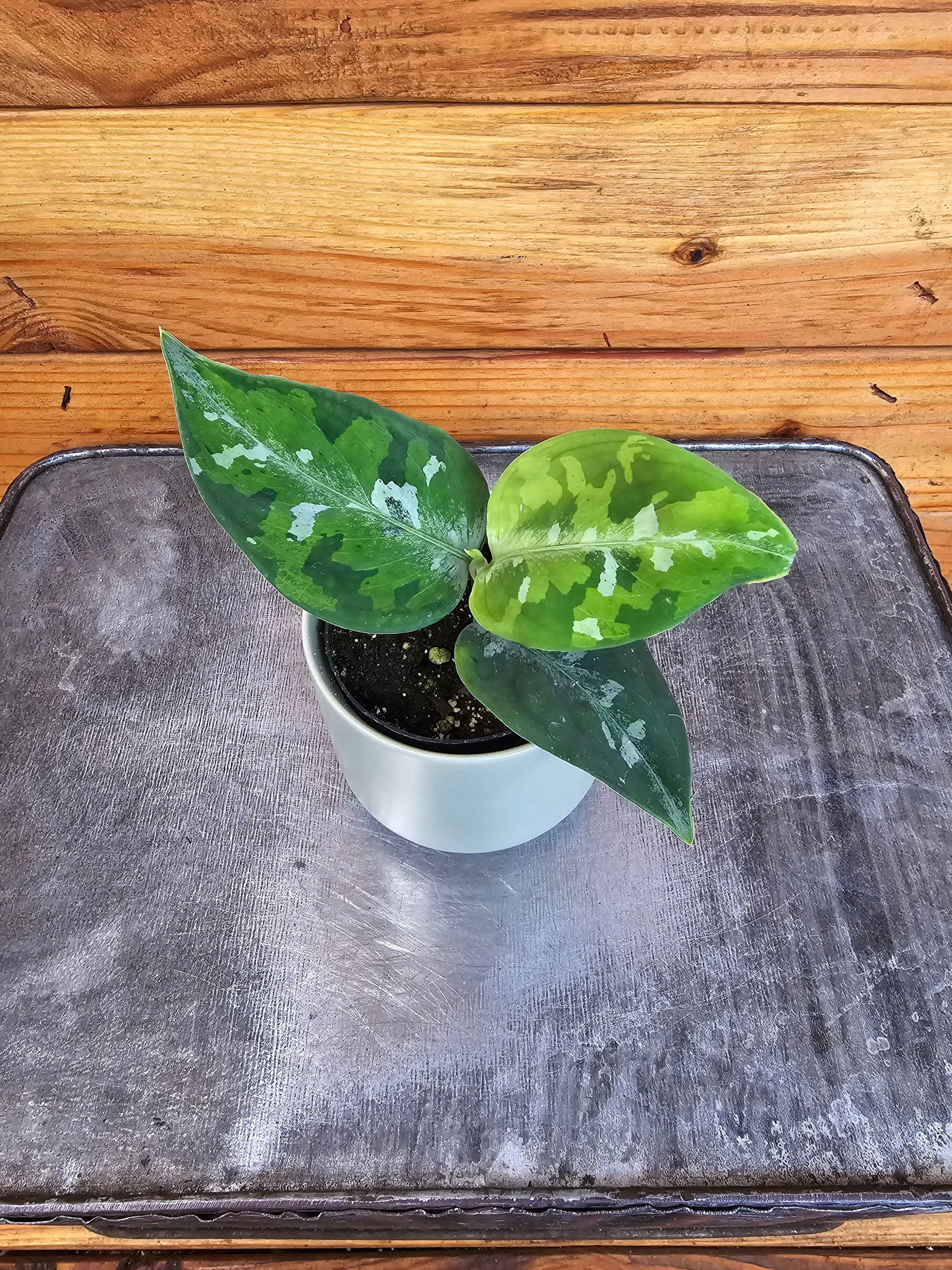 Begonia Masoniana Rock Live Houseplant - Iron Cross Begonia In 6" Pot, Textured Leaves, Easy Care Indoor Plant