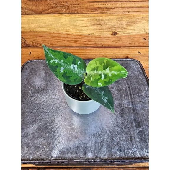 Aglaonema Pictum Tricolor, 2” Plant