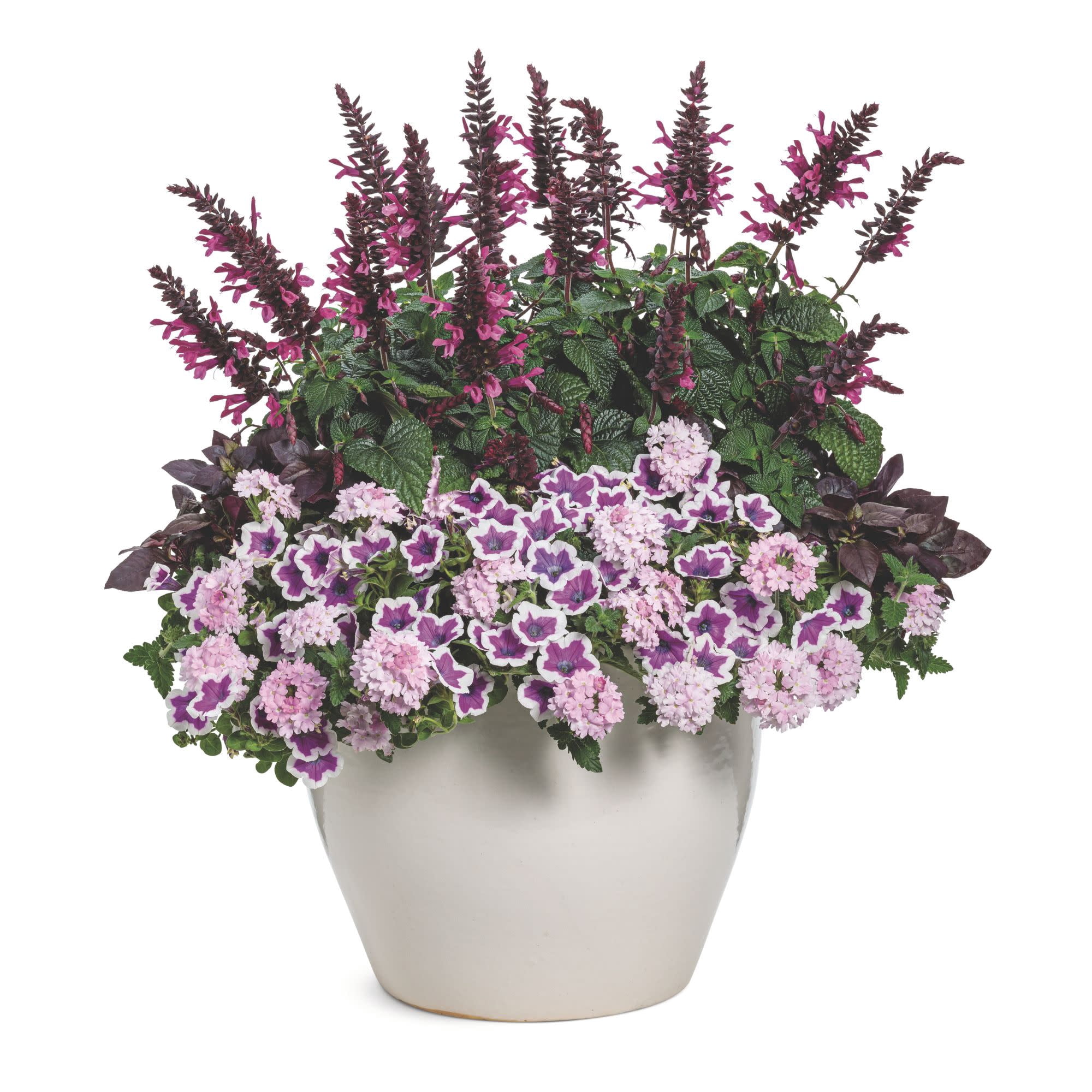 Proven Winners 4" Superbena Pink Cashmere Verbena Live Plant in 4.25" Pot (4 Count)
