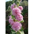 hollyhock-seeds-pack-of-700-carnival-mix-double-hollyhocks-flower