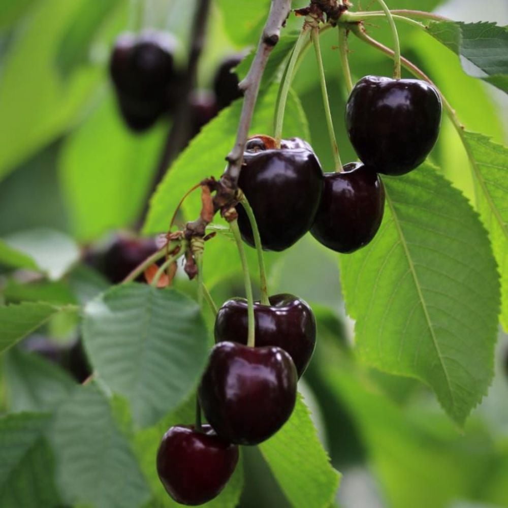 Expert Gardener 2-3 ft tall Sam Fruiting Cherry Live Tree in 5-Gallon Grower Pot