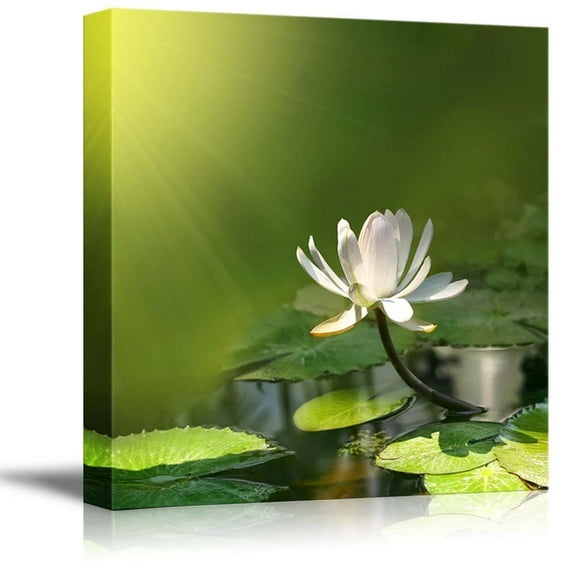 Canvas Prints Wall Art - Water Lily/Lotus with a Green Background Calmness Concept | Modern Wall Decor/Home Decoration Stretched Gallery Canvas Wrap Giclee Print & Ready to Hang - 24" x 24&q