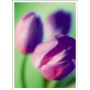 mead floral tablet 80 sheets, purple tulip (79036)