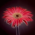 thumbnail image 2 of Frank, Assaf 15x15 Black Ornate Wood Framed with Double Matting Museum Art Print Titled - AF20110820 Gerbera 023C03P2PC01, 2 of 4