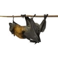 thumbnail image 2 of Fruit Bat Flying Fox Wall Mural by Wallmonkeys Peel and Stick Graphic (18 in W x 12 in H) WM303830, 2 of 4