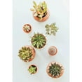thumbnail image 7 of Horticultural Pumice 2 Qt., 1/4 In. Size Particle, 7 of 7