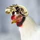 thumbnail image 1 of Productos para mascotas Protección Casco para pollos Sombrero para gallinas Sombrero para pájaros Cubierta para la cabeza Suministros para mascotas Un regalo para el dueño de una mascota, 1 of 8