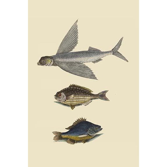Flying Fish - Rudder Fish - Perch-Fine Art Canvas Print (20" x 30")