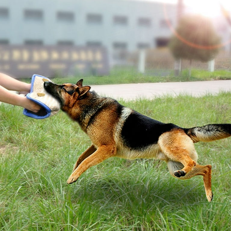 German shepherd training clearance equipment