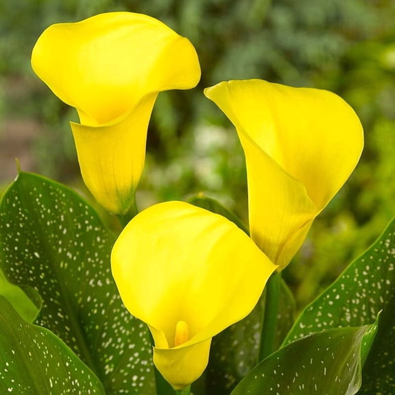 Millennium Queen Calla Lilies Flower Bulbs - 3 Lily Bulbs per Pack - Attracts Butterflies and Hummingbirds - Deer Resistant - Good as Cut Flowers - Grows Well In Containers - Perennializing Garden
