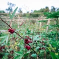 thumbnail image 6 of 100 Roselle Seeds for Planting - Hibiscus Sabdariffa, Heirloom Non-GMO, Edible Hibiscus, Red Sorrel, Florida Cranberry - by Mai's Family, 6 of 6