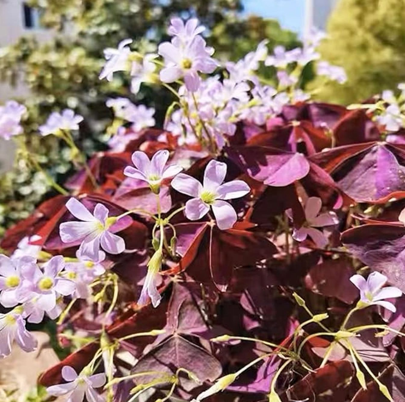Oxalis Ebony Darker Purple Plant Live for Planting, Purple Shamrock Plant for Indoor Outdoor Garden 4 to 6 Inch Tall